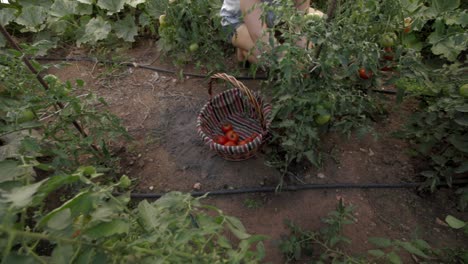 harvesting tomatoes in organic vegetable garden