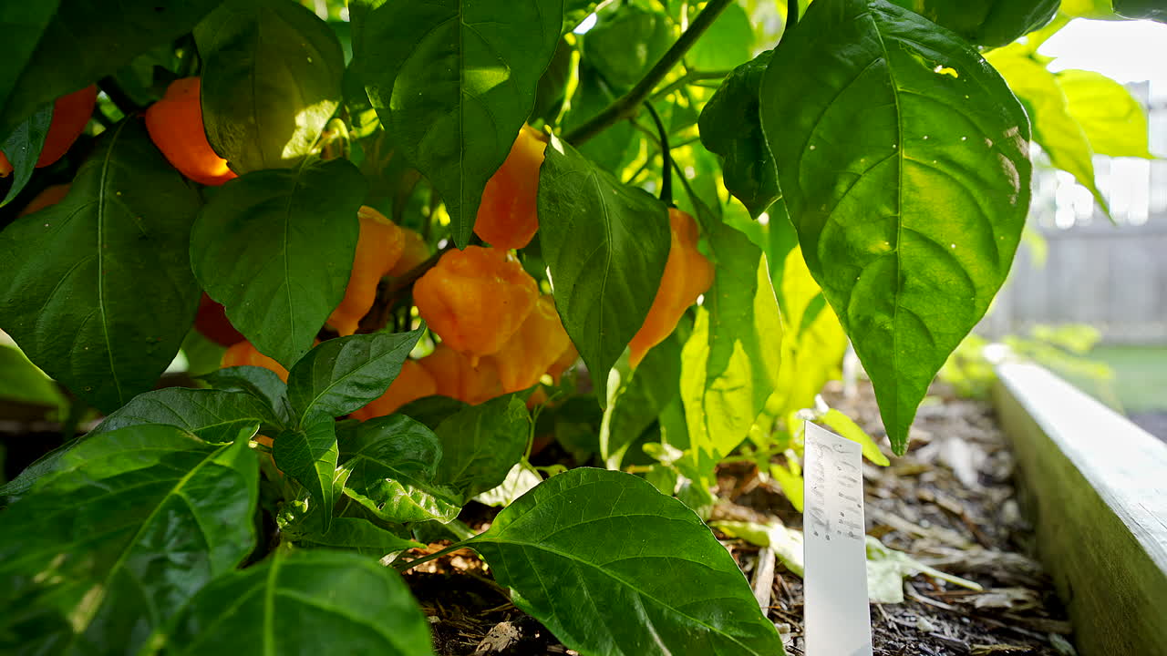 planta de pimiento scotch bonnet en un robusto jardín verde