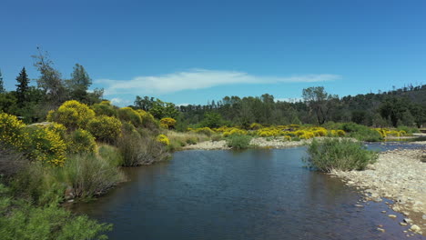 Sobrevuelo-Aéreo-De-Drones-De-Un-Suave-Arroyo-Con-Arbustos-De-Flores-De-Color-Amarillo-Dorado-A-Lo-Largo-Del-Lecho-Del-Arroyo-En-El-Soleado-Norte-De-California