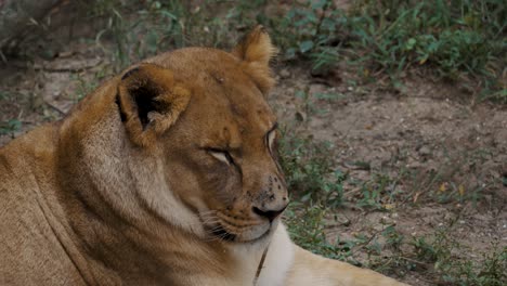 león hembra durmiendo en el bosque