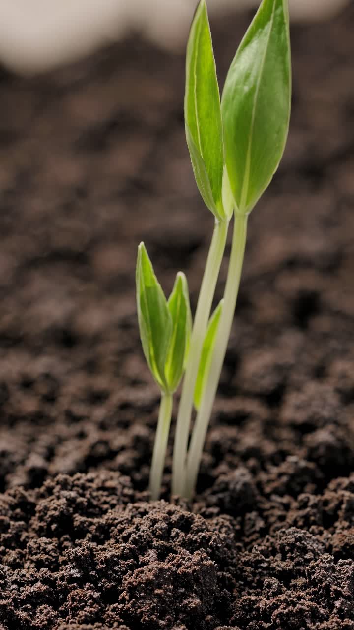 Close-up video of rich, textured soil with a low-angle perspective, capturing the earthy details