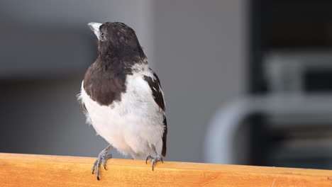 bird movements captured over a short period