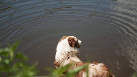 Ein-Australian-Shepherd-Kühlt-Sich-An-Einem-Heißen-Tag-Im-Fluss-Ab