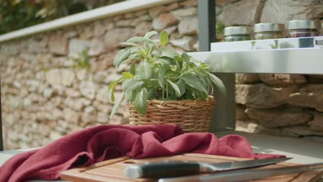 close up shot of green sage plant in outdoor kitchen in fresh air