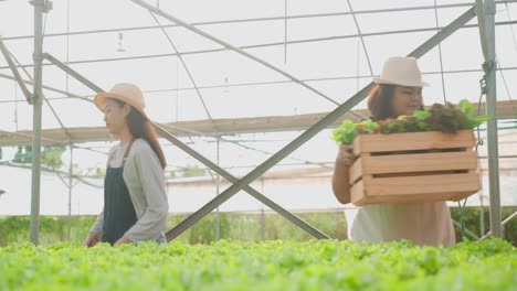 women harvesting vegetables in a greenhouse