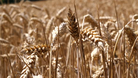 close up shot of golden wheat field with grain and corn at sunny day - slow motion macro shot in focus