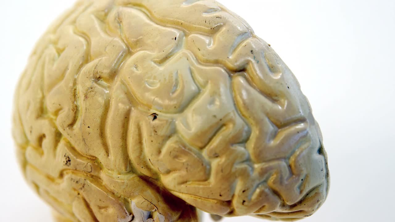 인간 뇌의 클로즈업