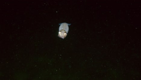 Erwachsener-Opaleszierender-Tintenfisch,-Der-Nachts-Im-Pazifischen-Ozean-Schwimmt