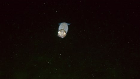 adult opalescent squid swimming at night in the pacific ocean