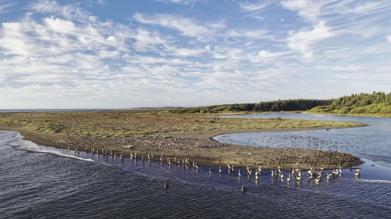 Una colonia de pelícanos en la orilla de una playa repleta de aves marinas descansando en aguas poco profundas de humedales cerca del estuario, Constitución, Chile, 4K.