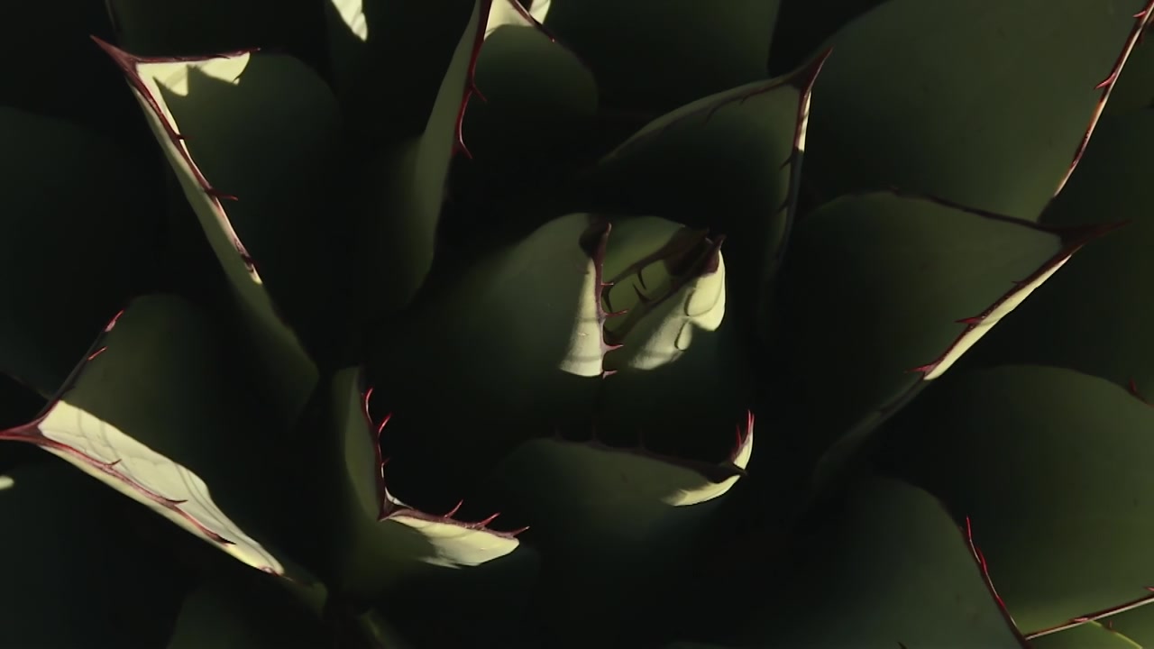 Symmetrical top down view of a succulent agave plant in Guadalupe Mountains national park, Texas, USA