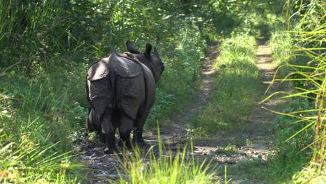 Ein-Weibliches-Gehörntes-Nashorn-Und-Sein-Baby-Auf-Einer-Unbefestigten-Straße-Im-Dschungel