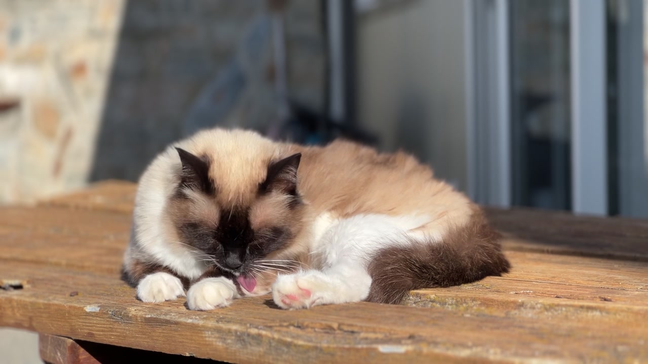 Female ragdoll cat licking her paws on a rustic wooden table outside. Soft fur, dark facial markings, pink paws visible in warm sun.