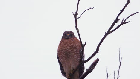 Red-shouldered-hawk-perched-on-a-large,-barren-branch-in-the-pouring-rain