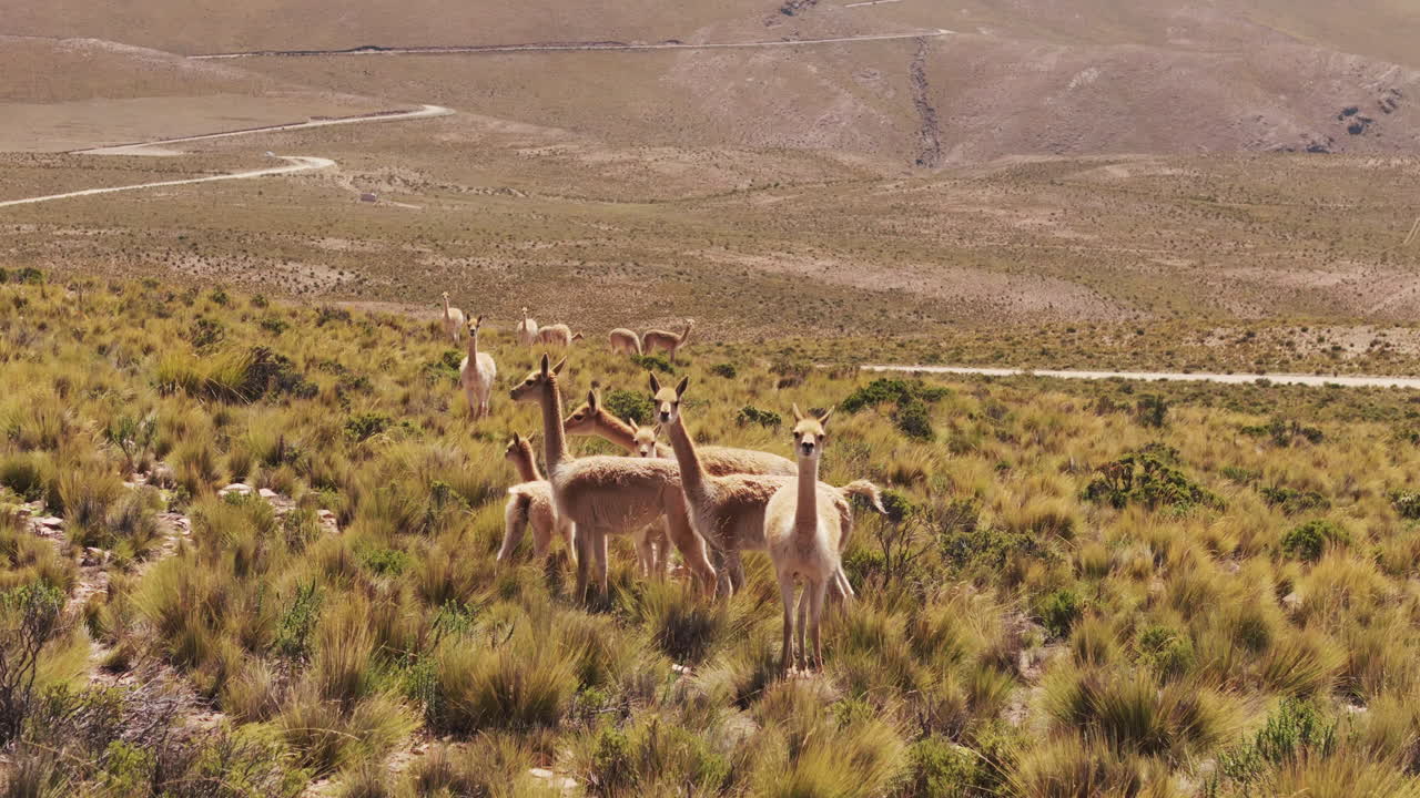 A herd of vicuñas grazing in a dry, mountainous landscape.