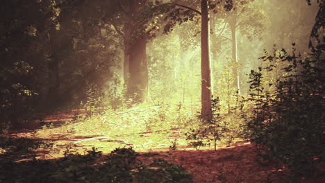 camino del bosque iluminado por el sol
