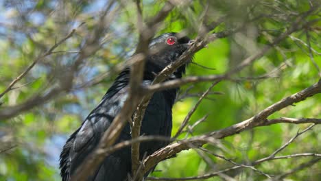 common koel bird with red eye perched in a green tree