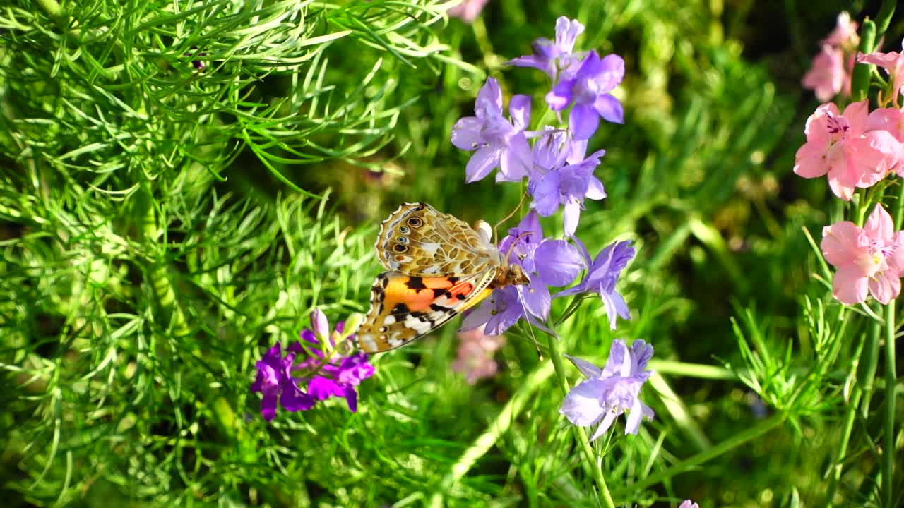 Butterfly and flowers. Slow motion