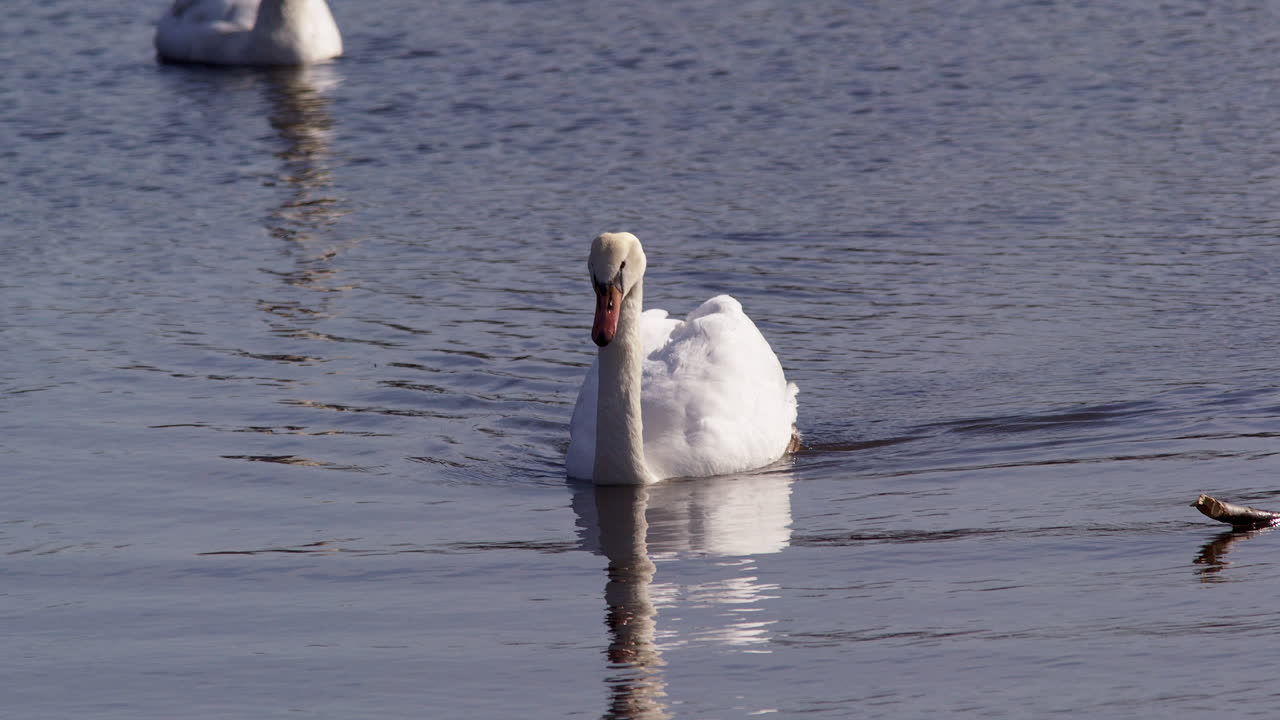 Slow-mo capture of swans dipping and feeding in early light.
