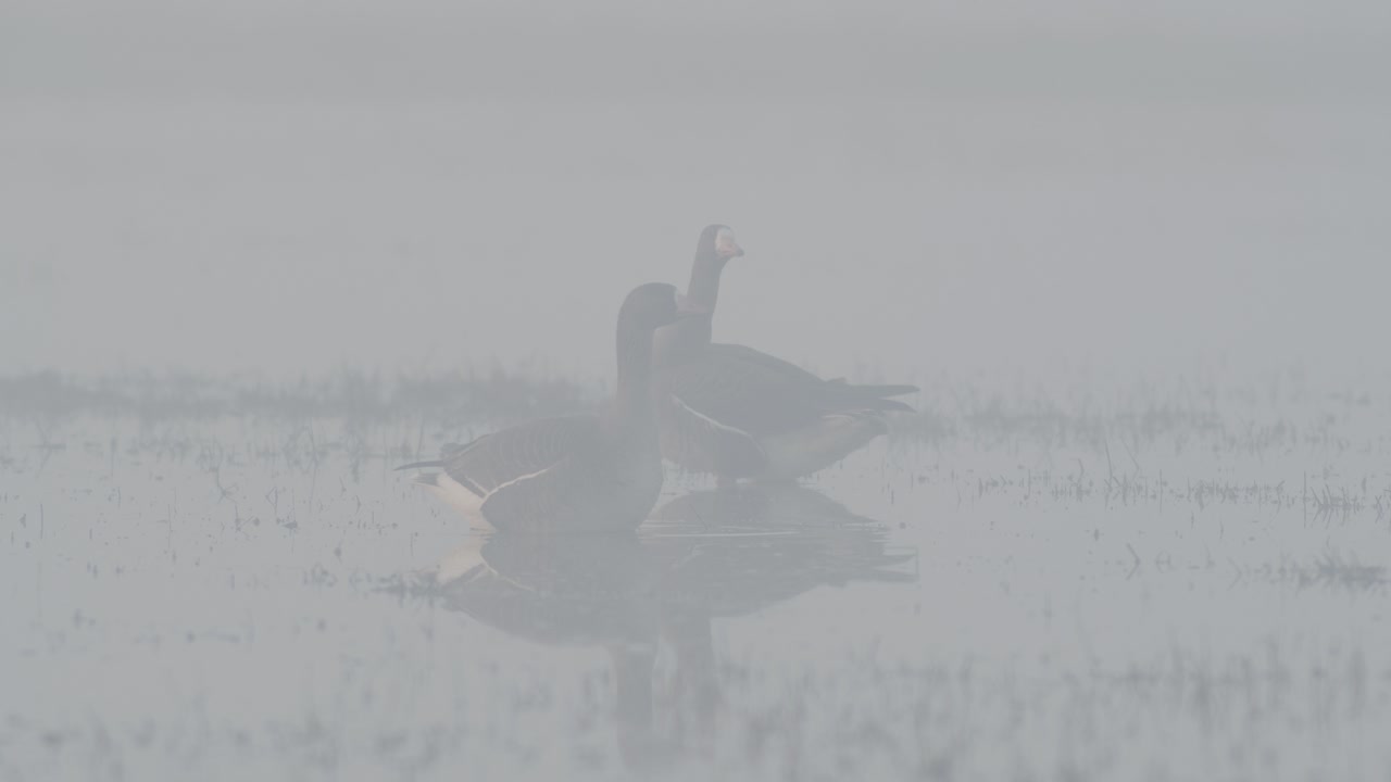 Bean goose in thick fog, mist in early spring morning