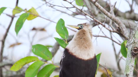 anhinga bird perched in windy tree with foliage