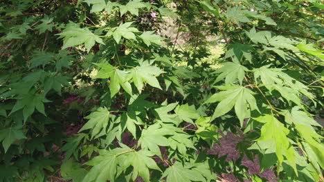 green leaves swaying in the breeze in sunlight.