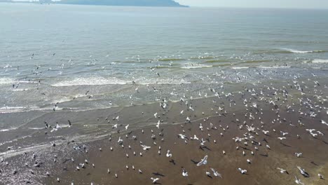 pájaros volando en un dron de río retrocediendo vista amplia