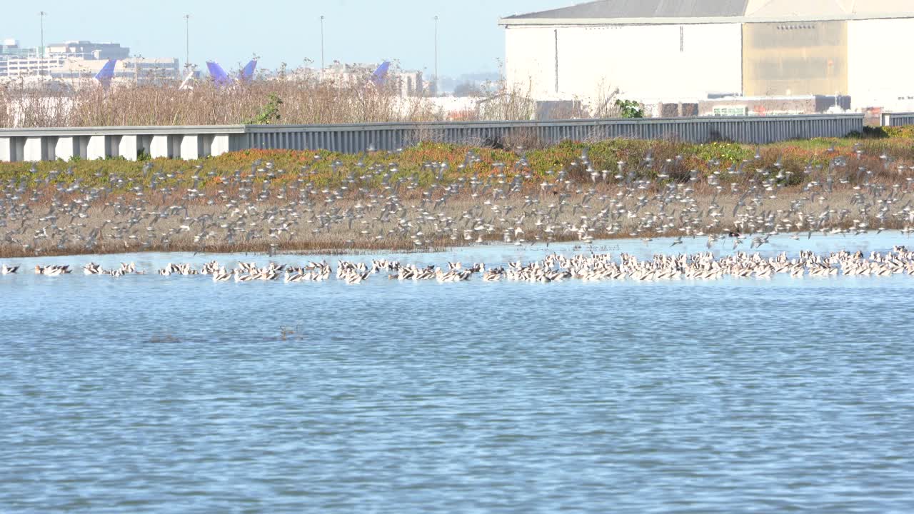 새들은 공항 활주로 근처를 날아다닌다