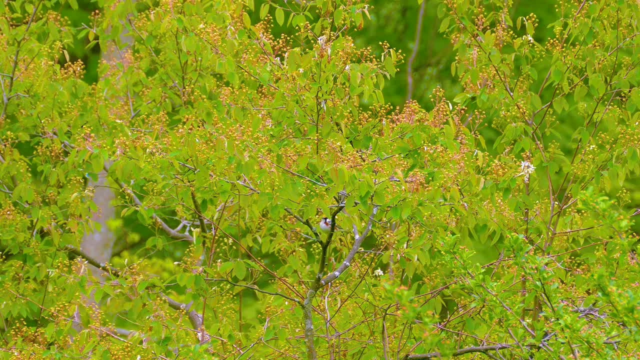 새 와 함께 봄의 숲 가노피