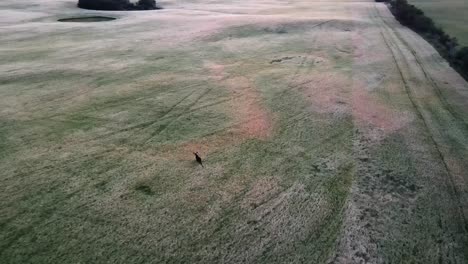 drone following running male moose from high above in rural alberta