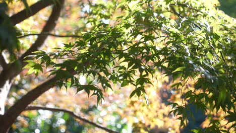 japanese maple tree with green foliage in spring swaying in wind on a sunny day in tokyo, japan