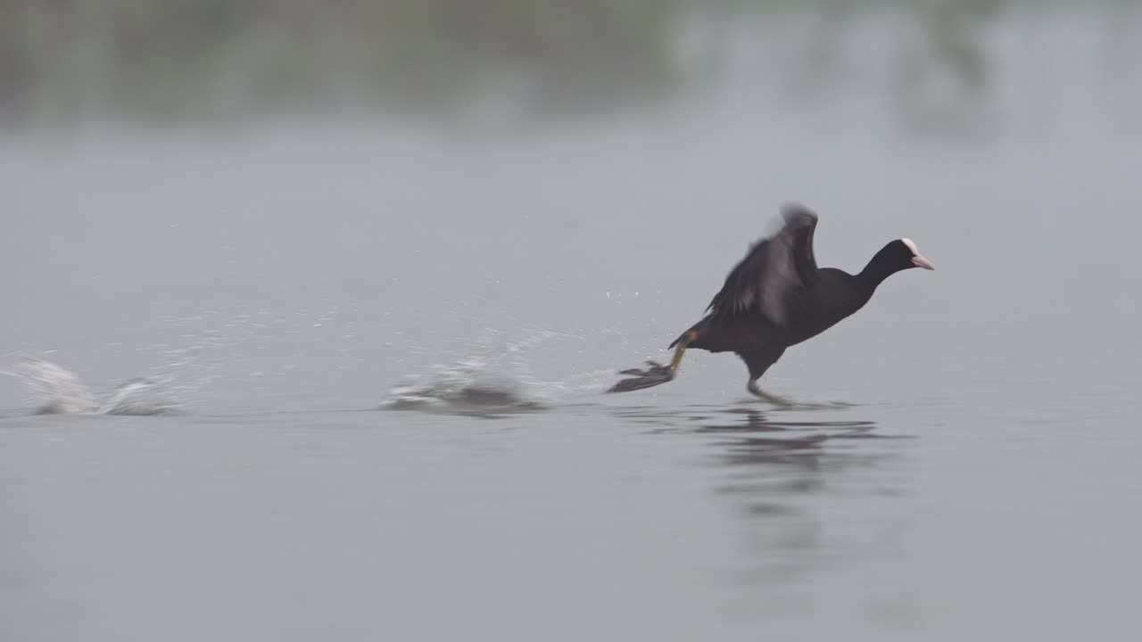 coot eurasiático corriendo en el agua mientras agita las alas durante el despegue, cámara lenta