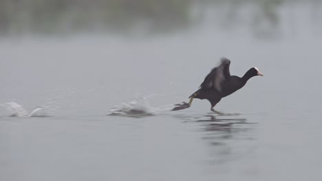 Eurasian-coot-running-on-water-as-it-flaps-wings-during-take-off,-slow-motion