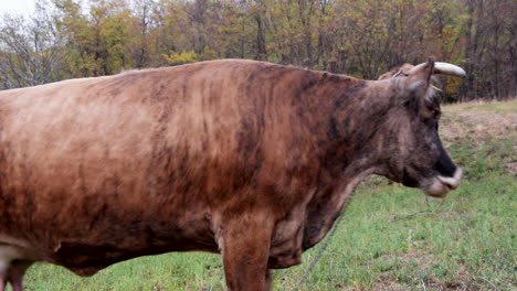 large brown cow in field licks nose and walks away