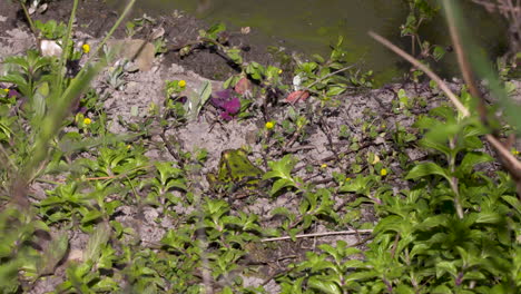 Rana-Verde-Ibérica-Al-Borde-De-Un-Estanque-Con-Vista-Al-Borde-Del-Agua