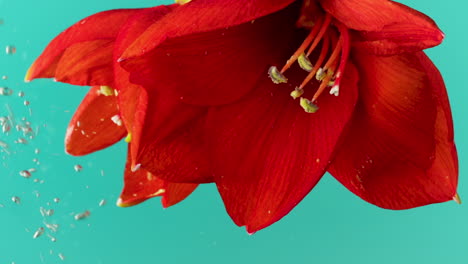 red amaryllis flower in water