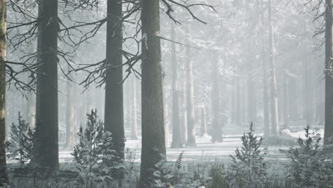 sunset or sunrise in the winter pine forest covered with a snow