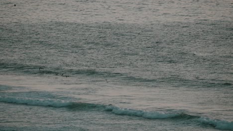 Low-flying-gulls-above-the-water-in-slow-motion-in-Morocco