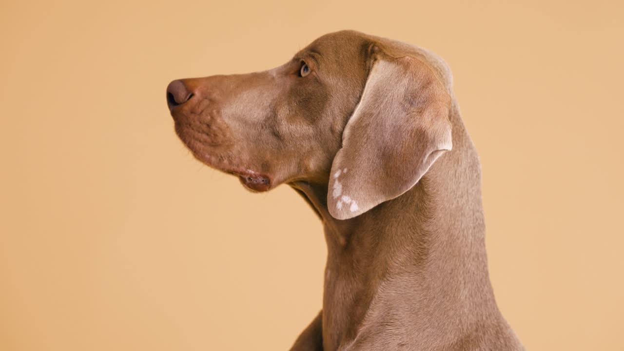 Weimaraner dog portrait