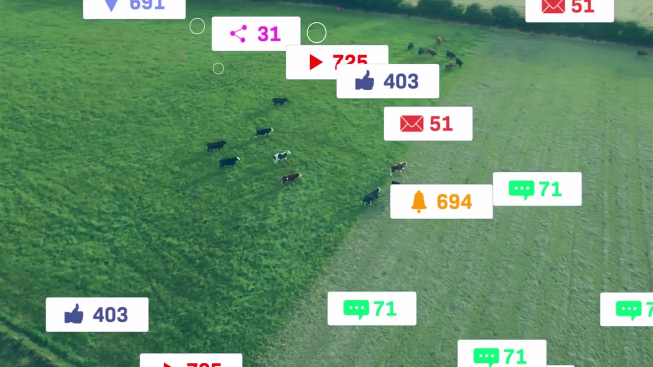 Una mandria di bovini che si muove verso il bordo, mentre un cursore clicca avviando etichette di metriche agricole sulla mandria.
