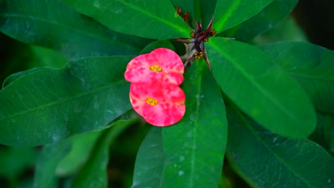 flower in the garden shined at sun-59