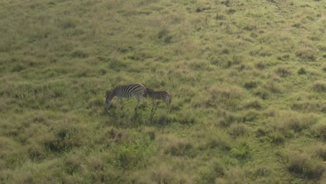 drone aerial footage of a zebra baby standing behind zebra mother in the wild on gree grass plain