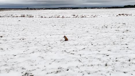 Fox-resting-on-the-snow-in-a-winter-field,-not-far-from-the-city