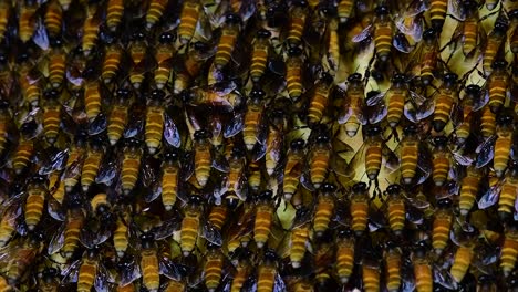 Se-Sabe-Que-Las-Abejas-Melíferas-Construyen-Grandes-Colonias-De-Nidos-Con-Bolsillos-Simétricos-Hechos-De-Cera-Para-Almacenar-Miel-Como-Fuente-De-Alimento