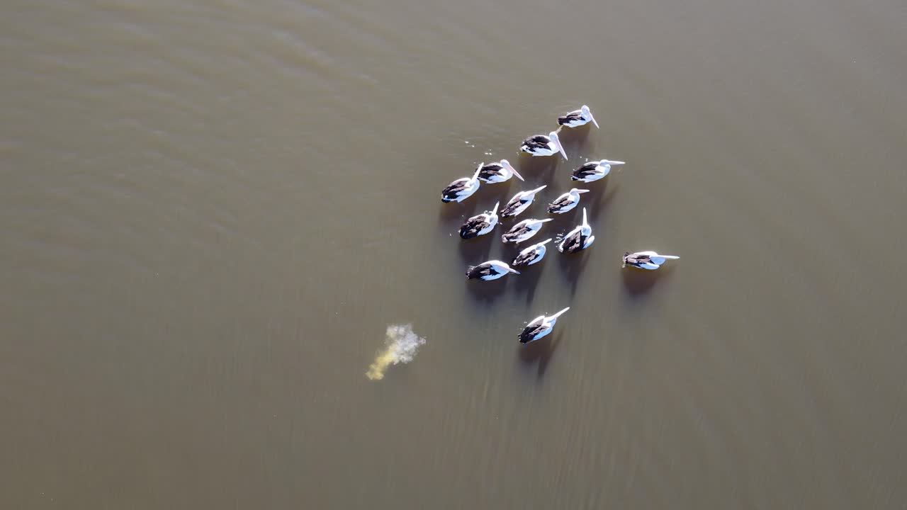 Aerial sequence shows a group of pelicans gradually spreading out on calm lake water under natural daylight, with smooth, steady overhead camera movement
