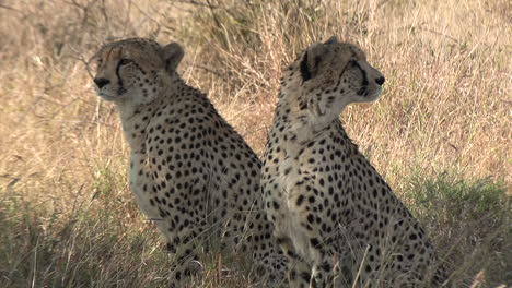 Two-cheetah-brothers-sit-upright-next-to-each-other-and-scan-the-area-very-attentively