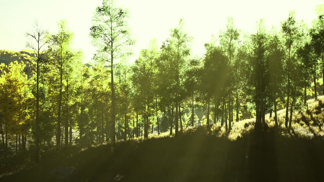 빛 이 비치는 숲 풍경