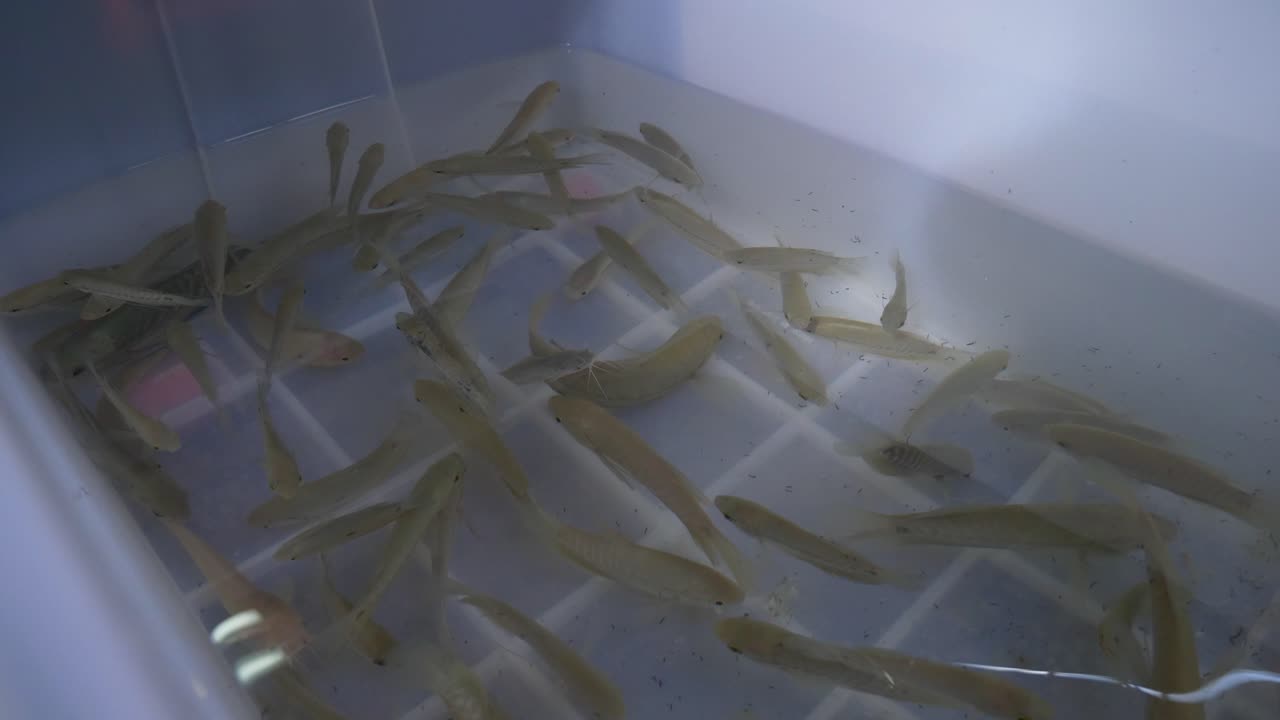 아시아 태국 해산물 물고기 시장에서 판매되는  ⁇ 은 물  ⁇ 크 버 ⁇ 에 살아있는 아기  ⁇ 라피아 물고기