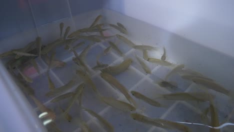 live baby tilapia fish in clear water tank bucket for sale at asian thailand seafood fish market