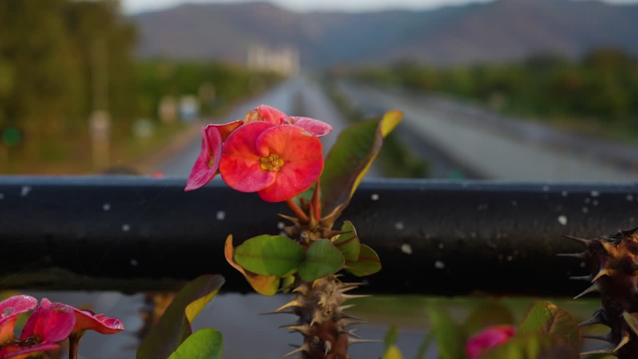 Red cactus flower in Islamabad Pakistan